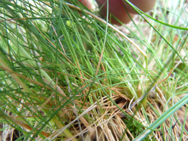 Longues feuilles vertes pouvant presque devenir glauques, enroulées et dont les bords sont lisses; la ligule de-2 mm est fréquemment tronquée. Agrandir dans une nouvelle fenêtre (ou onglet)