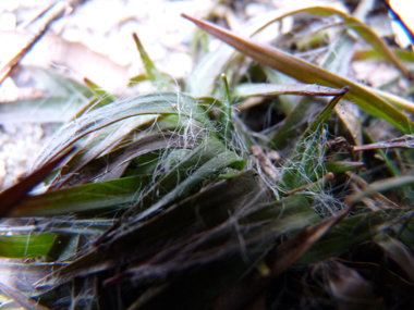 Feuilles basilaires le plus fréquemment vert sombre, larges d'un centimètre et poilues. Agrandir dans une nouvelle fenêtre (ou onglet)