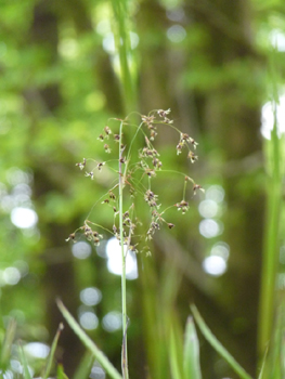 Inflorescence composée de fleurs sessiles de couleur brune. Présence de petites bactées nettement dépassées par l'inflorescence. Agrandir dans une nouvelle fenêtre (ou onglet)