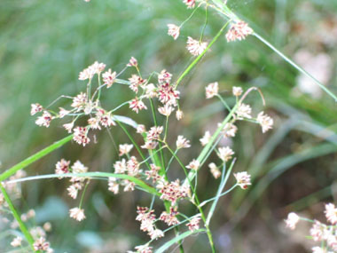 Inflorescence composée de fleurs sessiles de couleur brune. Présence de petites bactées nettement dépassées par l'inflorescence. Agrandir dans une nouvelle fenêtre (ou onglet)