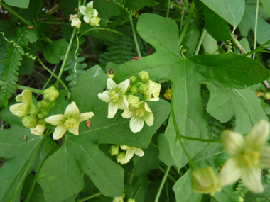 Petites Fleurs verdâtres veinées. Sur les fleurs mâles, les étamines sont jaunâtres tandis que les stigmates sont verts sur les fleurs femelles. Agrandir dans une nouvelle fenêtre (ou onglet)