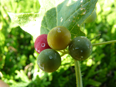 Fruits en forme de baies d'abord vertes puis rouges à maturité. Agrandir dans une nouvelle fenêtre (ou onglet)