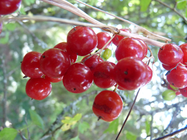 Fruits en forme de baies d'abord vertes puis rouges à maturité. Agrandir dans une nouvelle fenêtre (ou onglet)