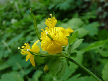 Petites fleurs jaunes à-4 pétales. Agrandir dans une nouvelle fenêtre (ou onglet)