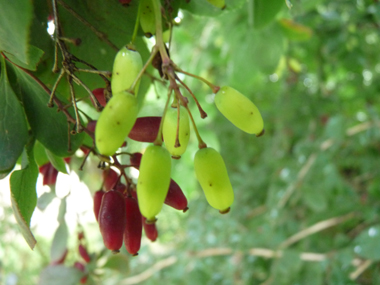 Fruits en forme de baies oblongues, rouges à maturité. Agrandir dans une nouvelle fenêtre (ou onglet)