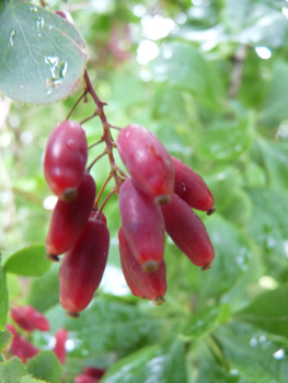 Fruits en forme de baies oblongues, rouges à maturité. Agrandir dans une nouvelle fenêtre (ou onglet)