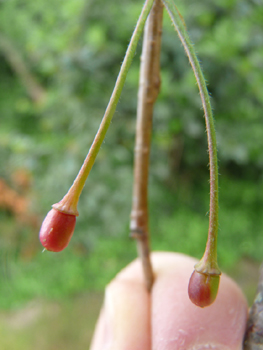 Fruits (appelés <I>merises</I>) en forme de petites cerises. Agrandir dans une nouvelle fenêtre (ou onglet)