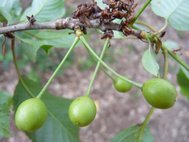 Fruits (appelés <I>merises</I>) en forme de petites cerises. Agrandir dans une nouvelle fenêtre (ou onglet)