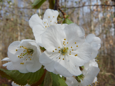 Fleurs blanches regroupant de-2 à-6 individus, à-5 pétales et-5 sépales regroupées en bouquets latéraux. Agrandir dans une nouvelle fenêtre (ou onglet)