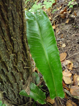 Longues feuilles de-20 à-30 cm d'un beau vert luisant. Agrandir dans une nouvelle fenêtre (ou onglet)