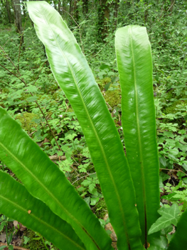 Longues feuilles de-20 à-30 cm d'un beau vert luisant. Agrandir dans une nouvelle fenêtre (ou onglet)