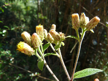 Fleurs jaunes en forme de languettes réunies en capitules de-2 à-4 cm de diamètre solitaires au sommet de la tige ou des rameaux. Agrandir dans une nouvelle fenêtre (ou onglet)