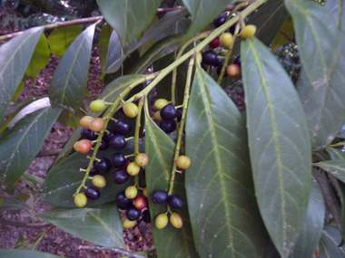 Petits fruits en forme de drupes ovoïdes d'un centimètre de diamètre; luisants, il sont de couleur pourpre à noir. Agrandir dans une nouvelle fenêtre (ou onglet)