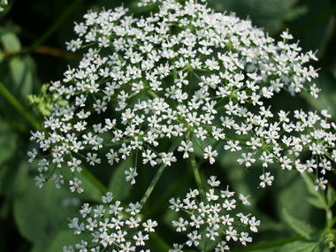 Nombreuses petites fleurs blanches groupées en ombelles de-10 à-20 rayons. Agrandir dans une nouvelle fenêtre (ou onglet)