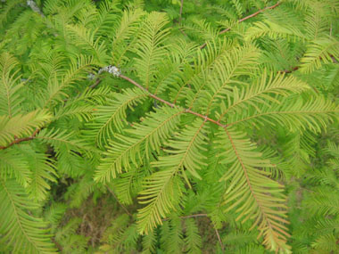 Feuilles opposées vert pâle, longues de-2 à-5 cm et larges de-2 mm. Agrandir dans une nouvelle fenêtre (ou onglet)