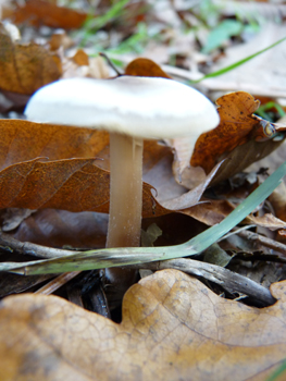 Chapeau de 5-10 cm de diamètre, le plus souvent brun-rouge mais parfois crême-grisâtre et à la marge plus claire. Agrandir dans une nouvelle fenêtre (ou onglet)