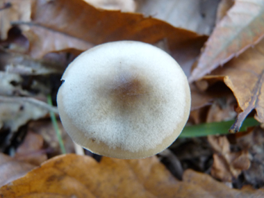 Chapeau de 5-10 cm de diamètre, le plus souvent brun-rouge mais parfois crême-grisâtre et à la marge plus claire. Agrandir dans une nouvelle fenêtre (ou onglet)