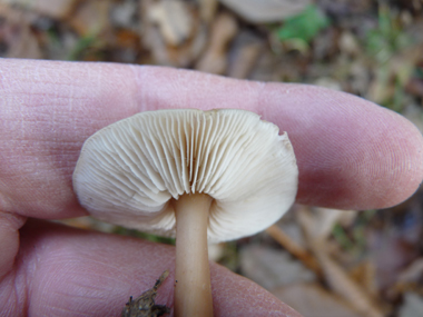 Lames blanches. Agrandir dans une nouvelle fenêtre (ou onglet)