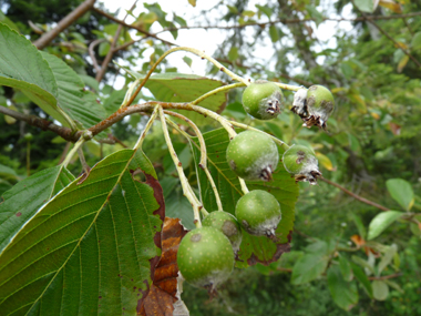 Fruits globuleux de couleur rouge voire orangée à maturité appelés alises. Agrandir dans une nouvelle fenêtre (ou onglet)