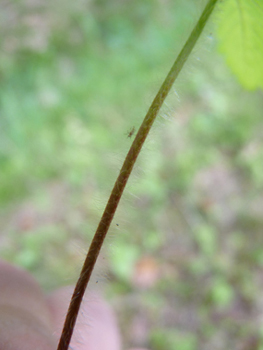 Tige velue dépourvue de feuille mais dotée d'une ou deux bractées florales. Agrandir dans une nouvelle fenêtre (ou onglet)