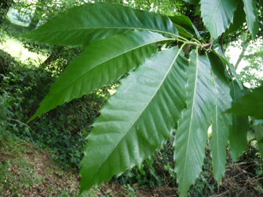 Grandes feuilles alternes de 10-20 cm de long par 5-8 cm de large, largement dentées et insérées en spirales, les nervures étant saillantes dessous.  Agrandir dans une nouvelle fenêtre (ou onglet)