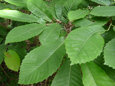 Grandes feuilles alternes de 10-20 cm de long par 5-8 cm de large, largement dentées et insérées en spirales, les nervures étant saillantes dessous.  Agrandir dans une nouvelle fenêtre (ou onglet)