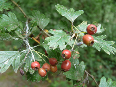 Fruits en forme de baies rouges à maturité comportant la plupart du temps 1 noyau contre 2 pour l'aubépine épineuse.  Agrandir dans une nouvelle fenêtre (ou onglet)