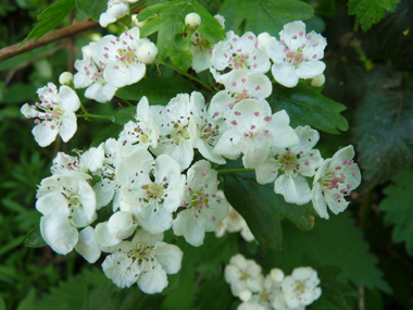 Fleurs blanches dotées d'un unique style et de 5 sépales et 5 pétales. Agrandir dans une nouvelle fenêtre (ou onglet)