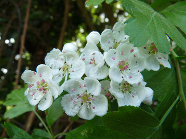 Fleurs blanches dotées d'un unique style et de 5 sépales et 5 pétales. Agrandir dans une nouvelle fenêtre (ou onglet)