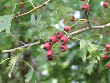 Fruits en forme de baies rouges comportant la plupart du temps 1 noyau contre 2 pour l'aubépine épineuse. Agrandir dans une nouvelle fenêtre (ou onglet)