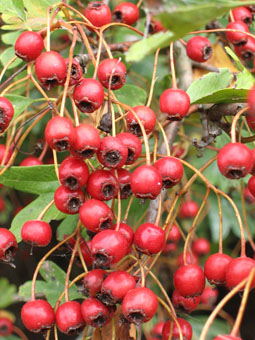 Fruits en forme de baies rouges à maturité comportant la plupart du temps 1 noyau contre 2 pour l'aubépine épineuse.  Agrandir dans une nouvelle fenêtre (ou onglet)