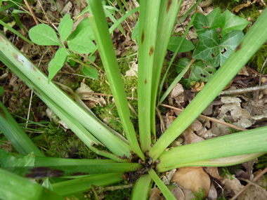 Longues feuilles emboîtées en spirale sur 5 rangs autour de la tige; de couleur vert glauque, elle sèchent en été. Agrandir dans une nouvelle fenêtre ou onglet)