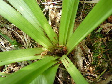 Longues feuilles emboîtées en spirale sur 5 rangs autour de la tige; de couleur vert glauque, elle sèchent en été. Agrandir dans une nouvelle fenêtre ou onglet)