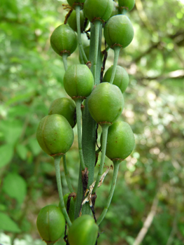Fruits formant des capsules ovales-globuleuses vert jaunâtres d'environ 1 cm de diamètre. Ils sont beaucoup plus courts que le pédicelle ascendant. Agrandir dans une nouvelle fenêtre (ou onglet)