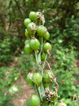 Fruits formant des capsules ovales-globuleuses vert jaunâtres d'environ 1 cm de diamètre. Ils sont beaucoup plus courts que le pédicelle ascendant. Agrandir dans une nouvelle fenêtre (ou onglet)