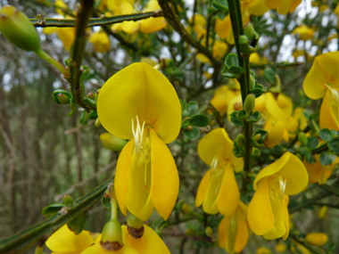 Grandes fleurs jaunes solitaires ou groupées par 2 à 5. Agrandir dans une nouvelle fenêtre (ou onglet)
