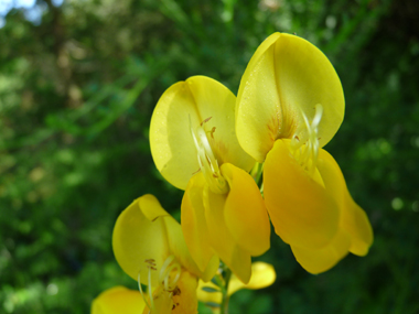 Grandes fleurs jaunes solitaires ou groupées par 2 à 5. Agrandir dans une nouvelle fenêtre (ou onglet)