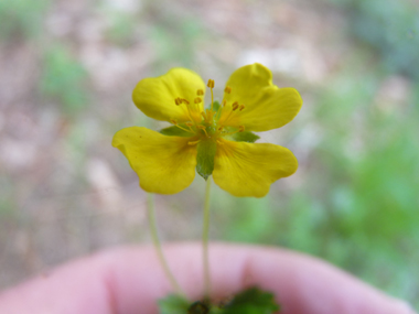 Petites fleurs jaunes d'un centimètre de diamètre dont les pièces florales sont par 4. Agrandir dans une nouvelle fenêtre (ou onglet)
