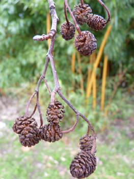 Fruits globuleux, appelés strobiles et ressemblant à de petites pommes de pin de couleur noire à maturité, longs de 10 à 30 mm. Agrandir dans une nouvelle fenêtre ou onglet