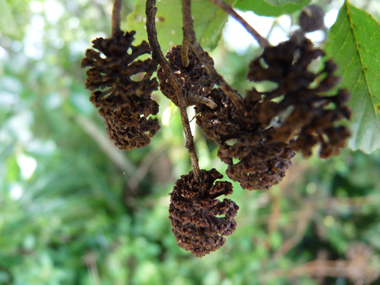 Fruits globuleux, appelés strobiles et ressemblant à de petites pommes de pin de couleur noire à maturité, longs de 10 à 30 mm. Agrandir dans une nouvelle fenêtre ou onglet