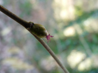 Fleurs femelles formant un bourgeon terminé par un 'pompon' rouge. Agrandir dans une nouvelle fenêtre (ou onglet)