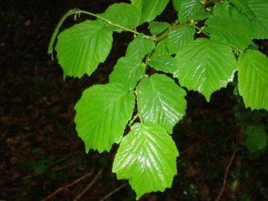 Grandes feuilles alternes et larges pouvant dépasser 10 cm de diamètre. Doublement dentées, elles montrent une amorce de lobes à leur base. Agrandir dans une nouvelle fenêtre (ou onglet)