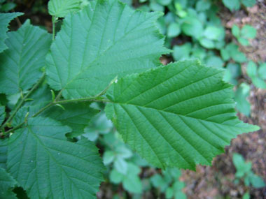 Grandes feuilles alternes et larges pouvant dépasser 10 cm de diamètre. Doublement dentées, elles montrent une amorce de lobes à leur base. Agrandir dans une nouvelle fenêtre (ou onglet)