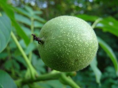 Fruits (noix) comestibles de couleur brune et atteignant 3 à 5 cm de diamètre. Agrandir dans une nouvelle fenêtre (ou onglet)