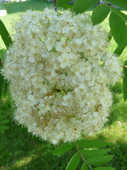 Petites fleurs blanches de moins de 2 cm de longueur regroupées en bouquets. Agrandir dans une nouvelle fenêtre (ou onglet)