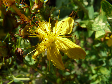 Fleurs plutôt grandes (2 à 5 cm de diamètre) de couleur jaune vif et composant un large panicule. Ponctuées de noir, elles sont finement dentées d'un seul côté. Agrandir dans une nouvelle fenêtre (ou onglet)