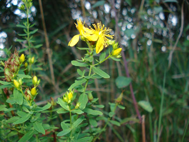 Fleurs plutôt grandes (2 à 5 cm de diamètre) de couleur jaune vif et composant un large panicule. Ponctuées de noir, elles sont finement dentées d'un seul côté. Agrandir dans une nouvelle fenêtre (ou onglet)