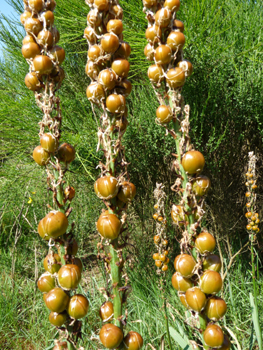 Fruits en forme de capsules subsphériques, atteignant 12-13 mm, quasiment de la même taille que le pédicelle droit, couleur brun fauve luisant avant maturité. Agrandir dans une nouvelle fenêtre (ou onglet)
