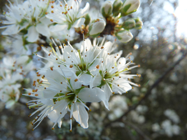 Petites fleurs blanches d'environ 1 cm de diamètre, solitaires ou groupées par 2 et posées sur de courts pédoncules le long des rameaux. Agrandir dans une nouvelle fenêtre (ou onglet)