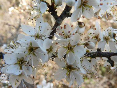 Petites fleurs blanches d'environ 1 cm de diamètre, solitaires ou groupées par 2 et posées sur de courts pédoncules le long des rameaux. Agrandir dans une nouvelle fenêtre (ou onglet)